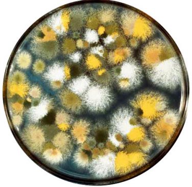 Nấm Aspergillus sinh ra độc tố aflatoxin có nhiều trong các loại hạt ngũ cốc.